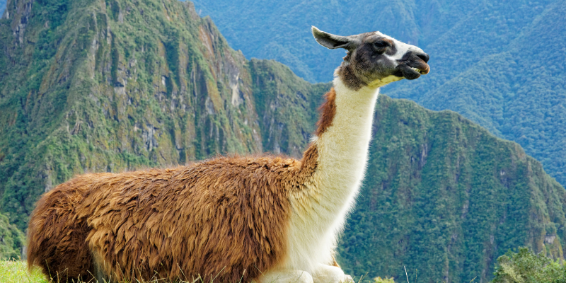 Llama en Machu Picchu