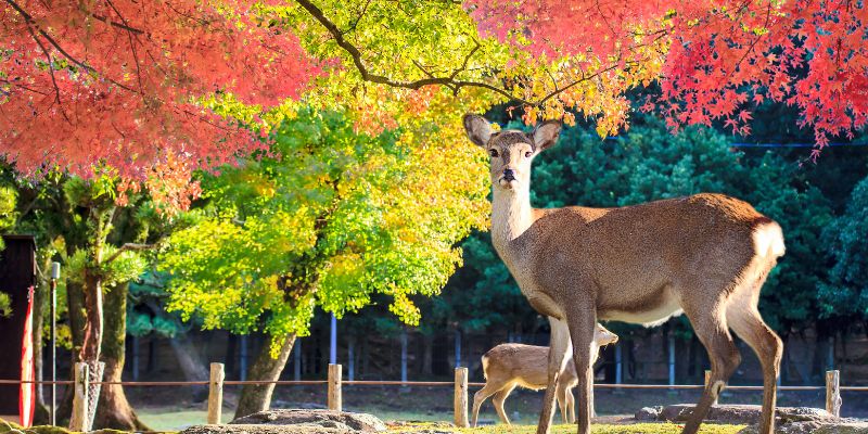 japon que visitar