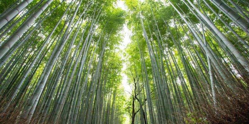 japon experiencias unicas