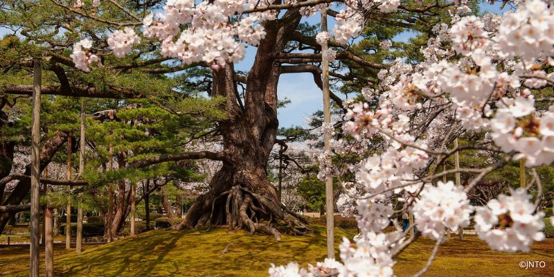 japon mistico