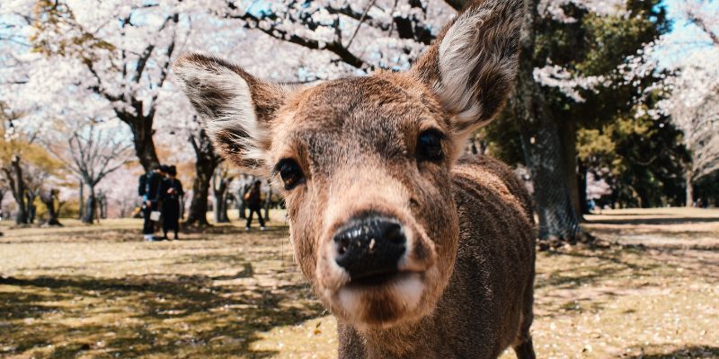 japon experiencias unicas