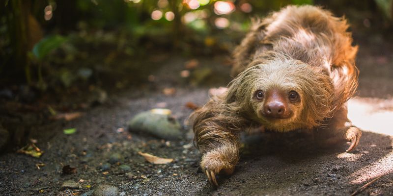 Descubre las regiones turísticas Costa Rica Con una extraordinaria oferta de actividades y experiencias para viajeros de todo tipo, desde aventureros hasta amantes del wellness, cada una de las regiones turísticas de Costa Rica son una puerta de entrada para una experiencia única y memorable. Valle Central El Valle Central de Costa Rica representa una magnífica opción para que los turistas disfruten de una variedad de atractivos turísticos, naturales y culturales, incluyendo el mejor elenco de museos de Costa Rica. Adicionalmente, esta región es hogar del Teatro Nacional, joya arquitectónica del país. Sus visitantes podrán disfrutar de parques únicos como el Poás, el Irazú y Turrialba, zonas que protegen los más importantes volcanes de la región. Encontrarán además zonas agrícolas, paisajes naturales, flora y fauna. Las principales ciudades del Valle Central, San José (la capital), Cartago, Heredia y Alajuela, ofrecen una variedad de servicios comerciales y turísticos de gran calidad. Los pueblos rurales, por su parte, son pintorescos y ofrecen un vistazo de la Costa Rica de antaño, grandes plantaciones y beneficios de café, trapiches y lecherías. En una estadía en el Valle Central, no se puede perder visitar la ciudad de San José y sus museos, el valle de Santa María de Dota y Copey, valle de Orosí, las Ruinas de Ujarrás con su mirador, la Basílica de Los Ángeles, San Gerardo de Dota, el Cerro Buena Vista conocido también como el Cerro de la Muerte y la ciudad de Puriscal. Pacífico Norte En el Pacífico Norte, se encuentra la famosa provincia de Guanacaste, la cual es parte del patrimonio natural y cultural costarricense. Aquí se encuentra un significativo número de áreas para el deleite de todos los tipos de turistas, como sus ricos ecosistemas acuáticos, terrestres, montañosos y costeros, en cuyos territorios la vida florece con toda su exuberancia. La belleza incomparable de la región del Pacífico norte, cuenta con paisajes que ofrecen un cálido ambiente, convirtiéndola en uno de los lugares más visitados por el turismo local e internacional. A lo largo del litoral guanacasteco se puede disfrutar de numerosas playas, así como de diversos atractivos como la espectacular arribada de tortugas lora en el Refugio Nacional de Vida Silvestre Ostional, o el desove de la tortuga baula en el Parque Nacional Marino Las Baulas, los esteros y manglares de la parte sur, y los volcanes de la parte norte, en donde puede disfrutar de aguas termales y actividades diversas. Los manglares se encuentran en excelente estado de conservación y constituyen sitios ideales para la observación de aves y otro tipo de fauna, como también para la práctica de deportes livianos como el kayaking. Cuenta con un importante soporte a nivel de infraestructura de primera clase en el Polo de Desarrollo Turístico del Golfo de Papagayo. Asimismo, cuenta con fácil acceso a través del Aeropuerto Internacional Daniel Oduber en Liberia, a donde llega una gran cantidad de vuelos charter y regulares. Al visitar la región del Pacífico Norte debe contemplar pasar por playa Tamarindo, Parque Nacional Rincón de La Vieja, Parque Nacional Marino las Baulas, Cataratas Llanos del Cortez, Cavernas de Barra Honda y Cañas con su sitio arqueológico el Farallón. Pacífico Central El Pacífico Central de Costa Rica cuenta con dos ciudades de gran interés y desarrollo turístico: Jacó y Quepos. Es una región caracterizada por humedad y lluvia por lo que las playas y colinas inmediatas a la costa presentan una mayor biodiversidad. Existen bosques tropicales de transición de bosque tropical seco a bosque tropical lluvioso. Estos ecosistemas son el hábitat de numerosas especies de plantas y de animales, que se hallan protegidas en varias áreas silvestres tales como: Parque Nacional Manuel Antonio y Parque Nacional Carara. La costa está constituida por múltiples y hermosas playas, algunas de las cuales se encuentran a menos de 2 horas de San José. El área cuenta también con atractivos recreativos y culturales. A éstos se le debe sumar los distintos eventos organizados a lo largo del año, especialmente los deportivos que distinguen a esta región. Los infaltables del Pacífico Central son el Parque Nacional Manuel Antonio y sus playas, el Río Tárcoles para la observación de los impresionantes cocodrilos, la ciudad de Jacó a tan solo 90 minutos de San José, Orortina un pequeño pueblo frutero, playa Esterillos, playa Barú y playa Herradura. Pacífico Sur El más exuberante lugar de la tierra, el Pacífico Sur de Costa Rica es un área increíble donde el turista disfrutará y se sorprenderá, llevándose a Costa Rica en un lugar especial de su memoria. Se puede escoger entre actividades recreativas en la playa o descubrir increibles recursos marinos, entre ellos la observación de ballenas y delfines; paseos por los manglares y sus paisajes; práctica de pesca deportiva, surf, caminatas por los senderos de los parques nacionales, buceo profesional, caminatas energéticas a la cumbre del Chirripó y también el disfrute de los jardines botánicos y sus impresionantes cataratas. La península de Osa, localizada en la parte suroeste de la Costa Pacífica, es la segunda Península más grande de Costa Rica y su producto principal es el ecoturismo, especialmente los tours que se realizan entre el Humedal Térraba-Sierpe; la Reserva Forestal Golfo Dulce, el Parque Nacional Marino Ballena, la Reserva Biológica del Isla del Caño y el Parque Nacional Corcovado. Los amantes de la playa podrán disfrutar en el sector costero de Dominical y Piñuela, Playa Platanares, Zancudo y Pavones. Las actividades de montaña se desarrollan en la Cordillera de Talamanca, destacando puntos como San Gerardo de Rivas y San Vito de Coto Brus que son centros que dan acceso al Parque Nacional Chirripó y el Parque Internacional de la Amistad que ha sido declarado Sitio de Patrimonio Mundial por la UNESCO. Adicionalmente, podrá disfrutar de la Reserva Biológica Isla del Caño, el Museo de Esferas de Piedra, la Reserva Indígena Boruca, Bahía Drake, las Cataratas de Nauyaca y la ciudad de San Isidro del General. Llanuras del Norte La zona turística Llanuras del Norte de Costa Rica cuenta con varias áreas protegidas, lagos, lagunas, volcanes, ríos y cataratas. Con la finalidad de aprovechar adecuadamente estas riquezas naturales, se ha dado un desarrollo turístico pujante en servicios y sitios de aventura, para el disfrute de la naturaleza. Llanuras del Norte posee bosques húmedos “siempreverdes” y fértiles llanuras; ambientes naturales que son santuarios para aves acuáticas, reptiles, mamíferos y el prehistórico pez Gaspar- Por ello hay importantes sitios de interés para los observadores de fauna silvestre como el Refugio de Vida Silvestre Caño Negro y otras reservas de la zona. Hay ríos que permiten desarrollar actividades de aventura y observación de la naturaleza como por ejemplo: Peñas Blancas, San Carlos, Toro, Puerto Viejo y Sarapiquí, algunos de ellos de gran importancia para la navegación. El Cantón de Sarapiquí forma parte de esa región y es reconocido como un sitio de investigación científica. Sitios mundialmente reconocidos como el Parque Nacional Volcán Arenal, las aguas termales de La Fortuna, el Cerro Chato, la Reserva indígena Maleku y el parque nacional Volcán Tenorio con Río Celeste, forman parte de esta exuberante región. Caribe La región Caribe de Costa Rica cuenta una mezcla única en el país, de playa y cultura afrocaribeña, como se puede apreciar en los pueblos de Tortuguero, Cahuita, Puerto Viejo y Manzanillo. En las playas del Parque Nacional Tortuguero y el Refugio Nacional de Vida Silvestre Barra del Colorado se da el desove de tortugas verdes, uno de los principales atractivos de esta zona. Las playas son de alta calidad, con exuberante vegetación y permiten la mezcla de actividades de aventura, descanso e historia natural, que se complementan con la cultura, la gastronomía y la música del lugar. Destacan los arrecifes coralinos, playas de arenas multicolores (negras, amarillas y grises), vegetación costera y bosques de altura media. El Parque Nacional Cahuita y la Reserva de Gandoca Manzanillo son sitios de reconocimiento mundial no solo por su belleza natural sino también porque son sitios con un ejemplar estado de conservación en el Gran Caribe. El sector de Barra del Colorado es catalogado como un sitio privilegiado para la pesca deportiva del róbalo, el sábalo y otras especies. Adicional a la pesca se desarrollan otras actividades como la observación de aves, flora y fauna características de la zona. El sistema de canales fluviales que une el Puerto de Moín con Tortuguero y Barra del Colorado, constituye no solo un atractivo singular sino también el principal medio de transporte en la zona. La cultura afrocostarricense y china son de gran influencia en la cocina limonense, quienes además de preparar los alimentos de forma diferente, trajeron consigo gran cantidad de plantas y tubérculos exóticos. En el Caribe se realizan múltiples actividades culturales, deportivas, cívicas o artísticas, los cuales reflejan la historia, cultura e idiosincrasia caribeña. Las visitas imperdibles en la región del Caribe son; Canales del Tortuguero, santuario de Perezosos, Reserva Indíguena Bribri, Tour del Chocolate, La Ciudad de Limón con la Isla Uvita y playa Cocles. Puedes visitar el siguiente enlace para conocer distintos mapas de las regiones turísticas de Costa Rica https://www.visitcostarica.com/es/costa-rica/where-to-go/costa-rica-maps