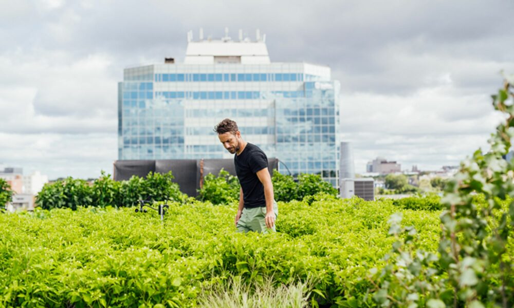 agricultura urbana