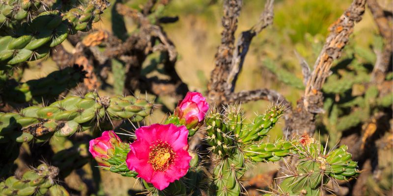 texas aventura aire libre