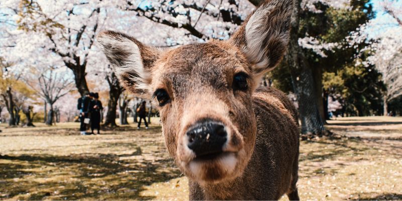 japon destinos