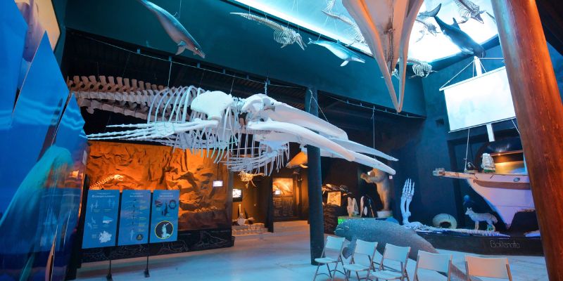 Museo de la Ballena