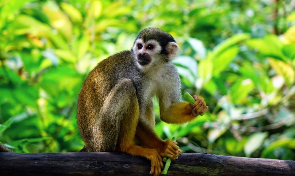 monos ardilla en Amazonía Peruana