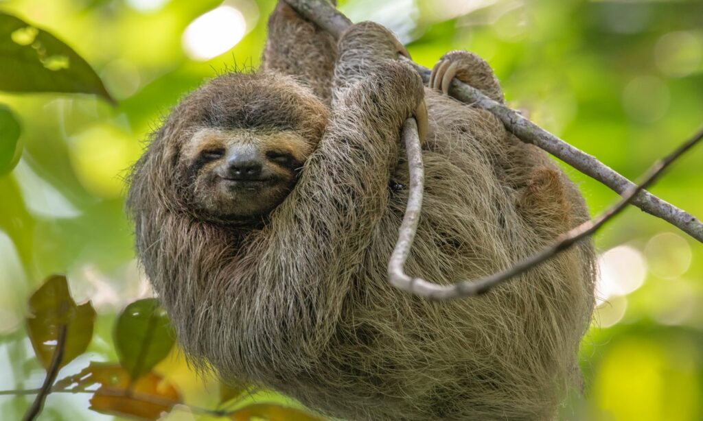 oso perezoso en las Amazonas Peruanas