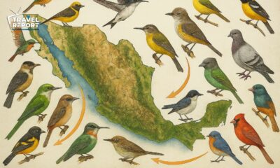 aviturismo en méxico