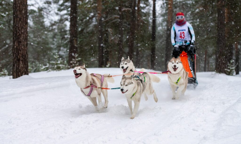 paseo de perros en whitehorse