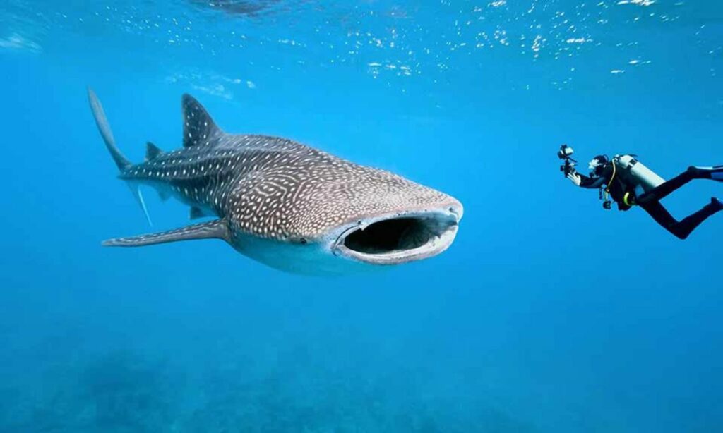 Islas Galápagos – Ecuador