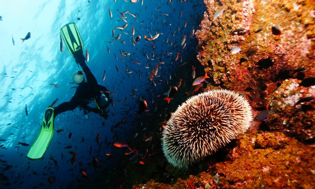 Islas Hormigas – España