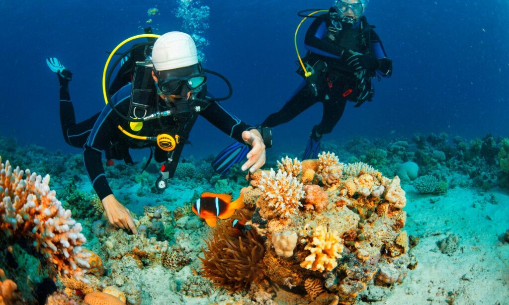 Islas Poor Knights – Nueva Zelanda