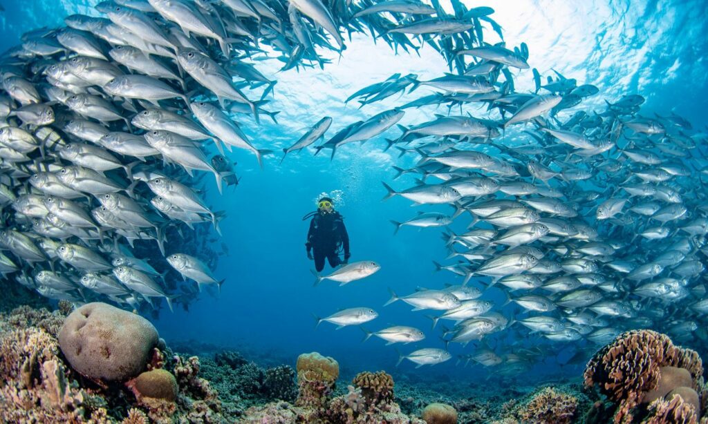 Parque Tubbataha – Filipinas