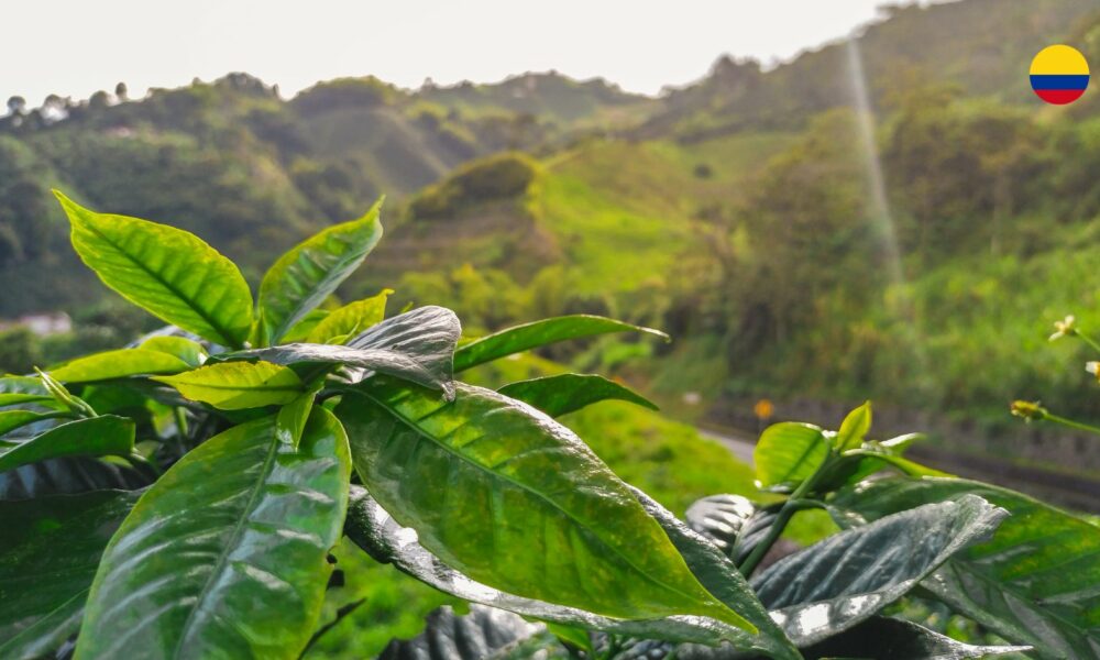 el-eje-cafetero-travel-report