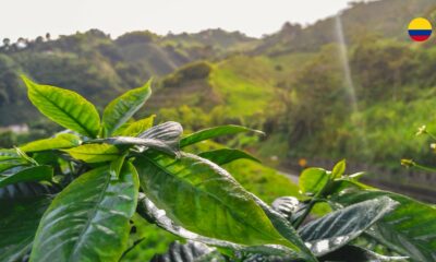 el-eje-cafetero-travel-report