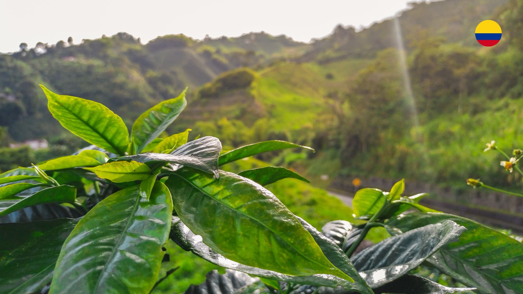 el-eje-cafetero-travel-report