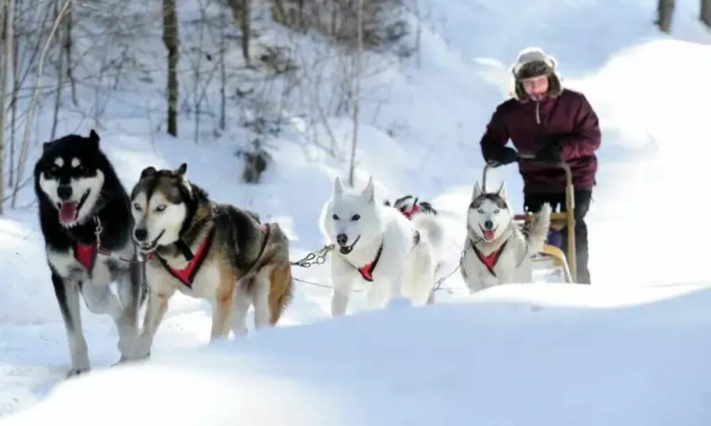 Trineo de perros en Québec