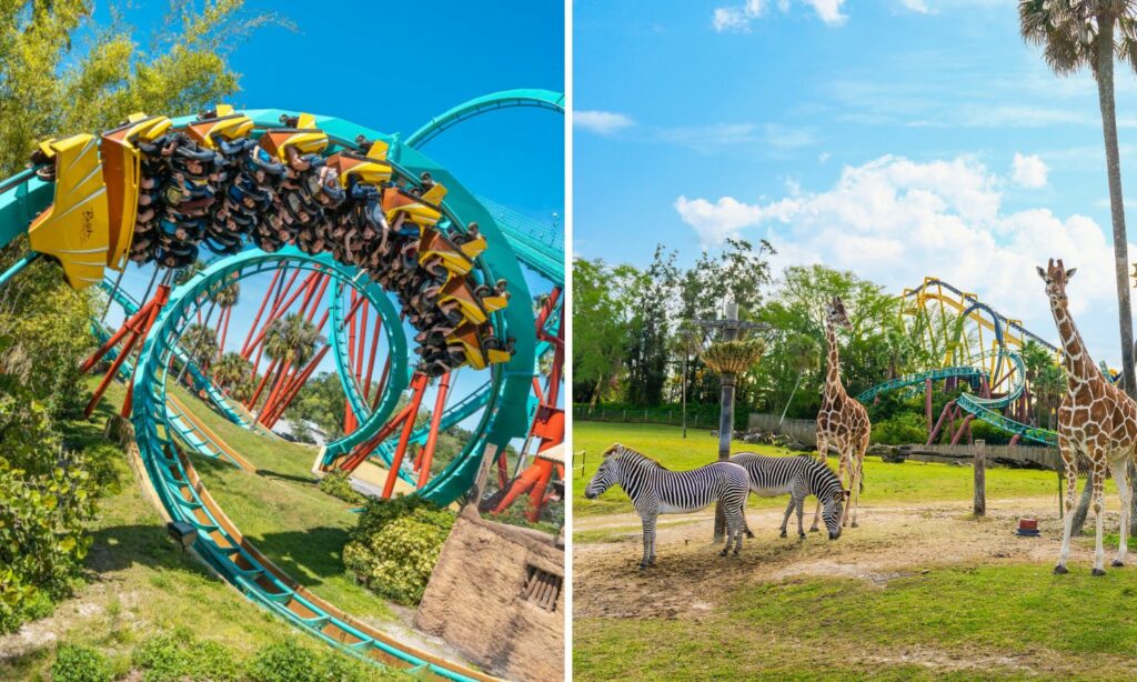 busch gardens tampa bay