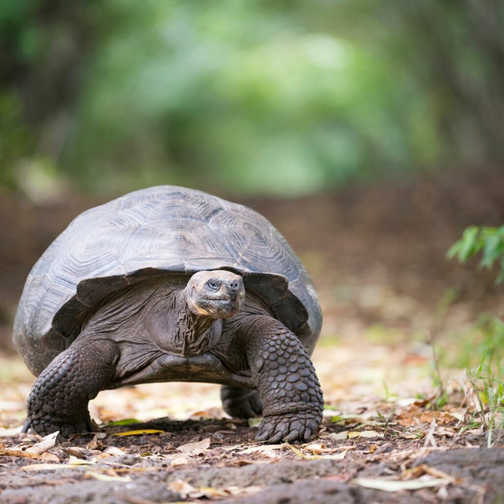 isla galapagos tortuga