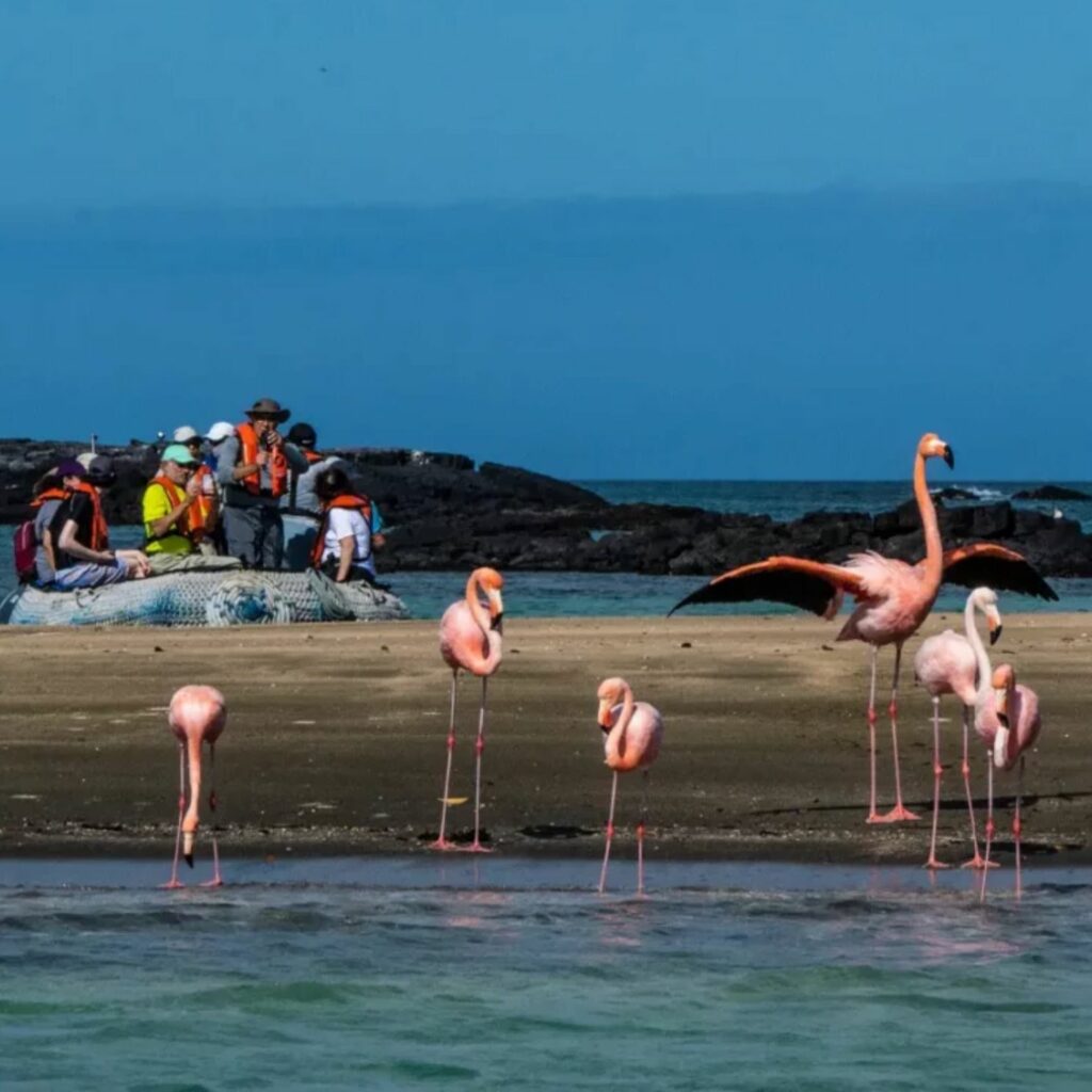 tour isla galapagos