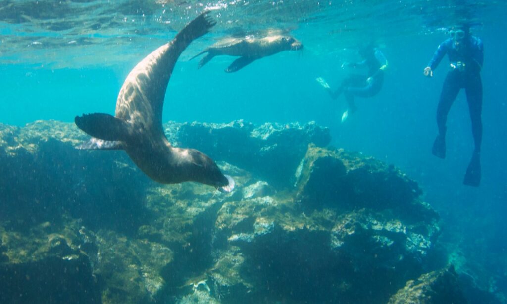islas galapagos snorkel