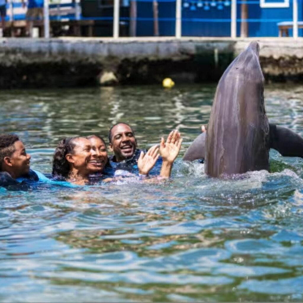 visit tampa delfines