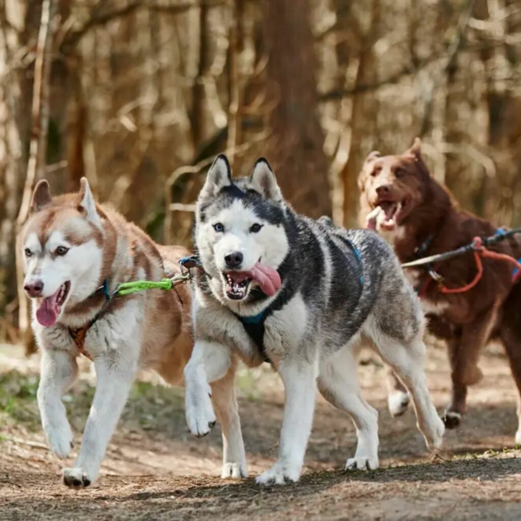 laponia-safari-huskis