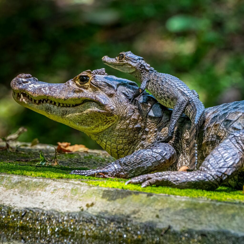 tip-seis-caiman