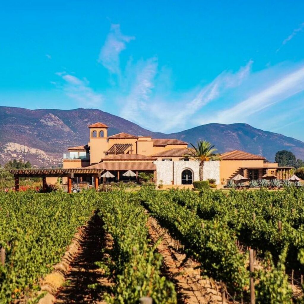 vinedos-del-valle-de-guadalupe