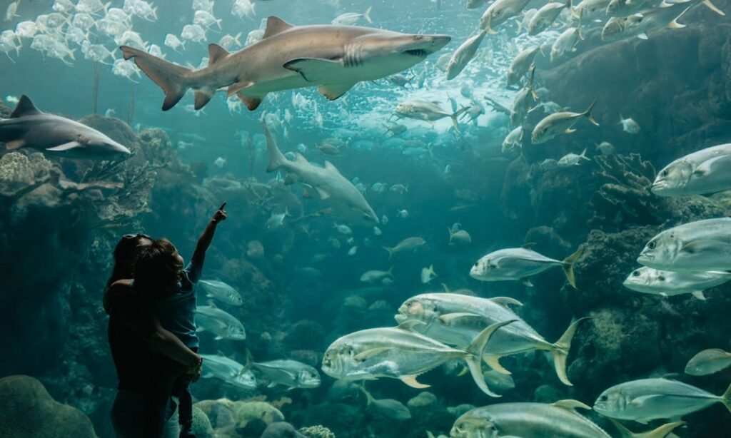 tampa-bay-florida-acuarium