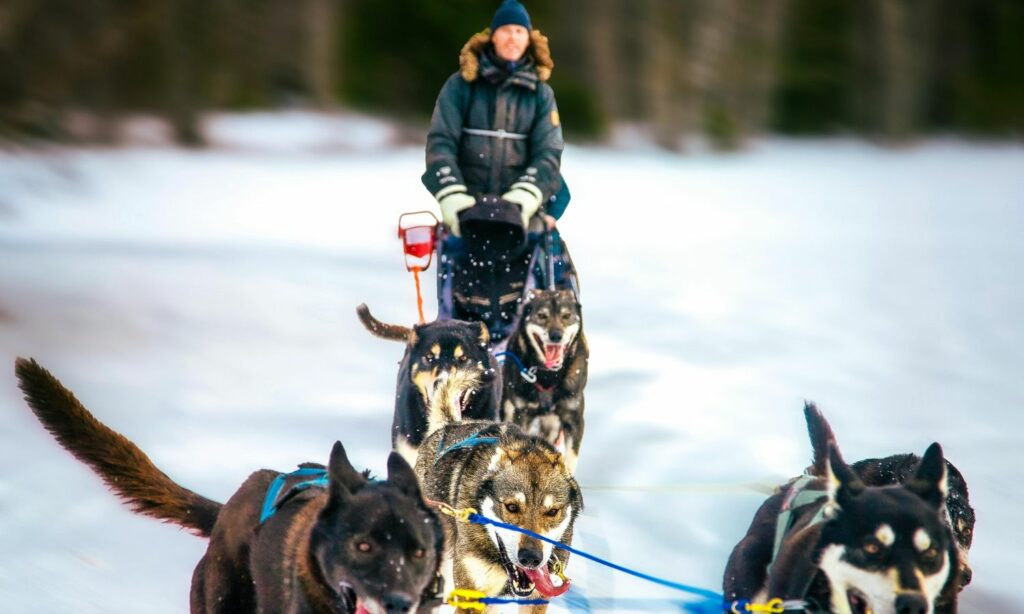 finlandia-experiencia-paseo-en-trineo-perros