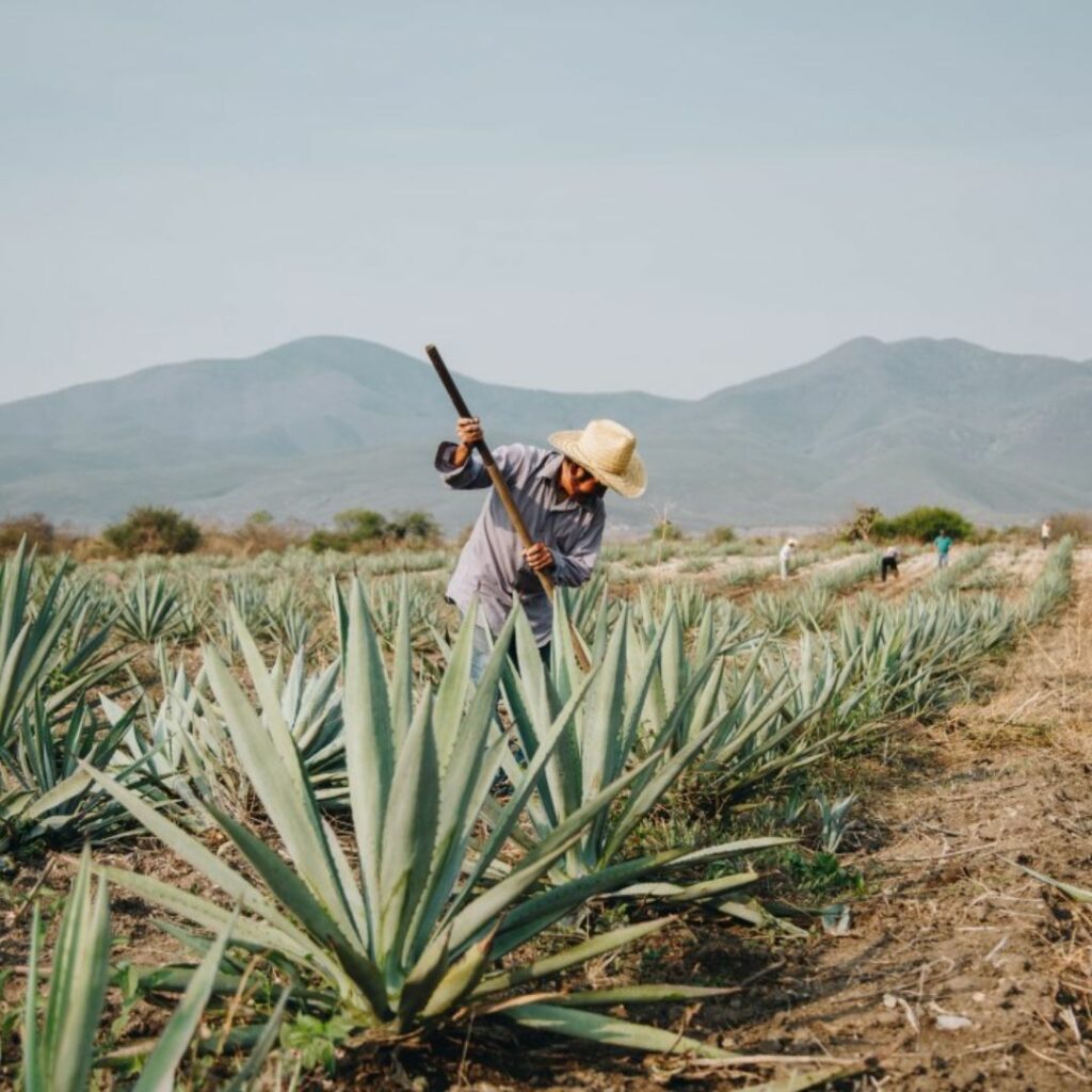 mezcal-oro-de-oaxaca-campo-cultivos
