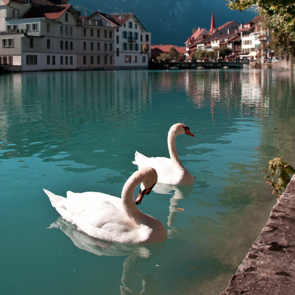 interlaken-lago-suiza-verano