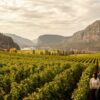 british-columbia-valleys-vineyards-portada