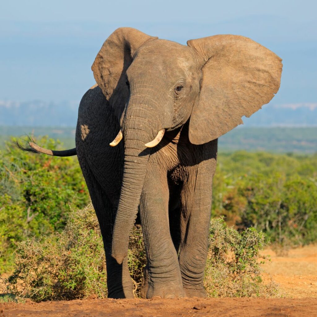 kenia-tanzania-elefantes-experiencia-safari